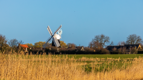 Landscape Image- Foreground:Yellow 'wheat', middle ground, green grass, background, domestic houses with old dutch style windmill. clear blue skies