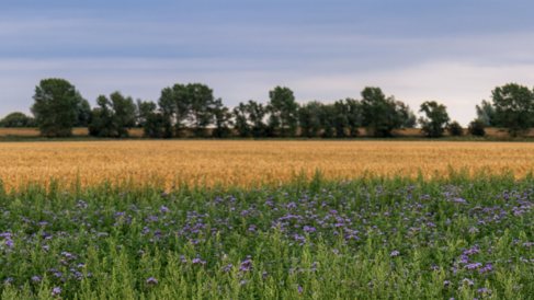 Photo of Brambles infront of Cultivated Fenland and Forrest