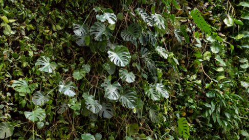 Photograph of the LIving Wall in the David Attenborough Building
