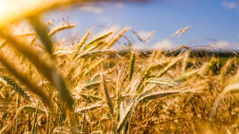 Photo of Wheat Field
