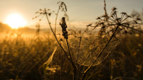 Photo of a spiders web in some wheat at sunset